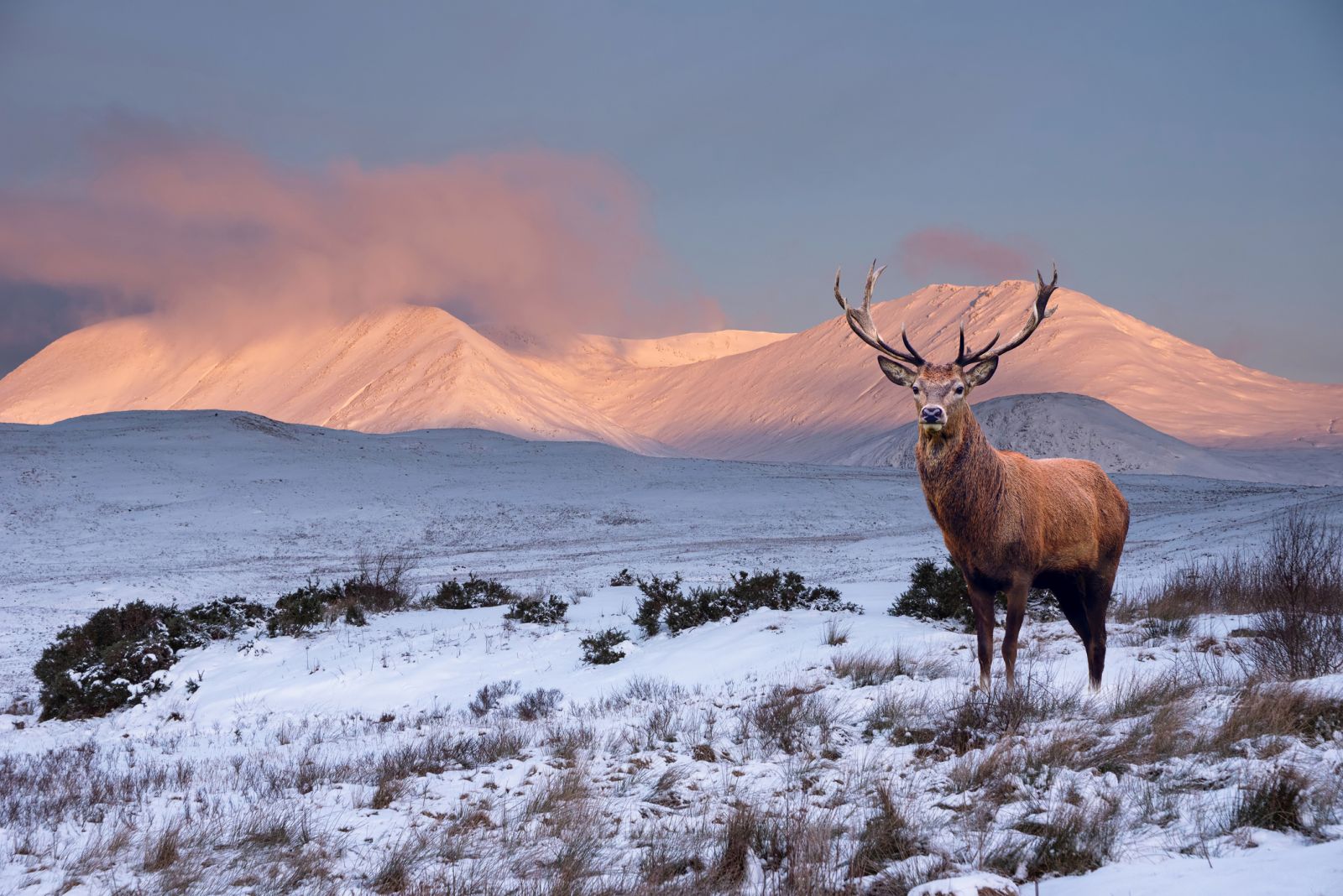 Stag in front of a snowy Scottish mountain banner image