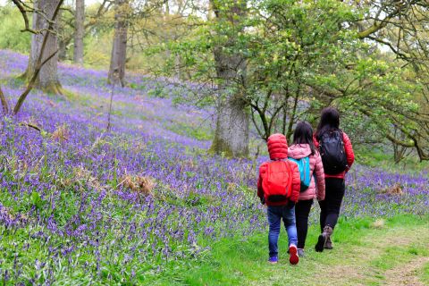 Forestry funding available for community groups