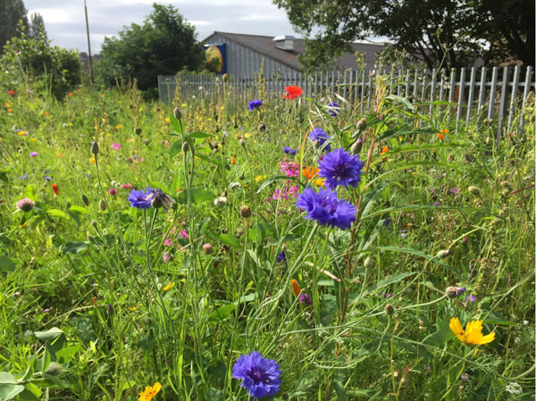 Greenspace in Gorgie Dalry. Credit: GDCC