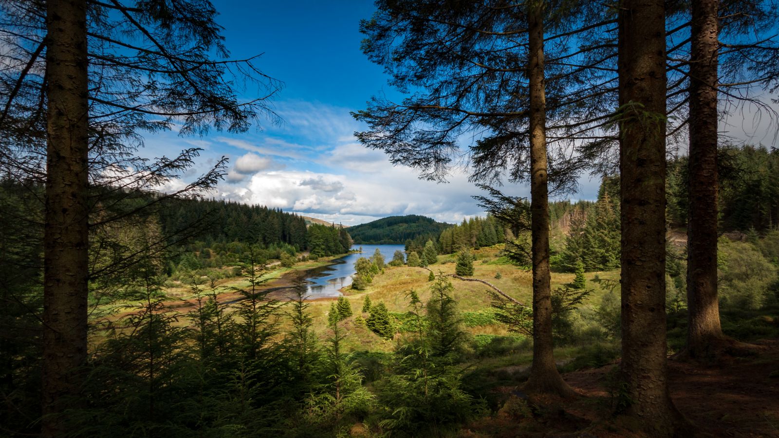 view of Scottish forest banner image