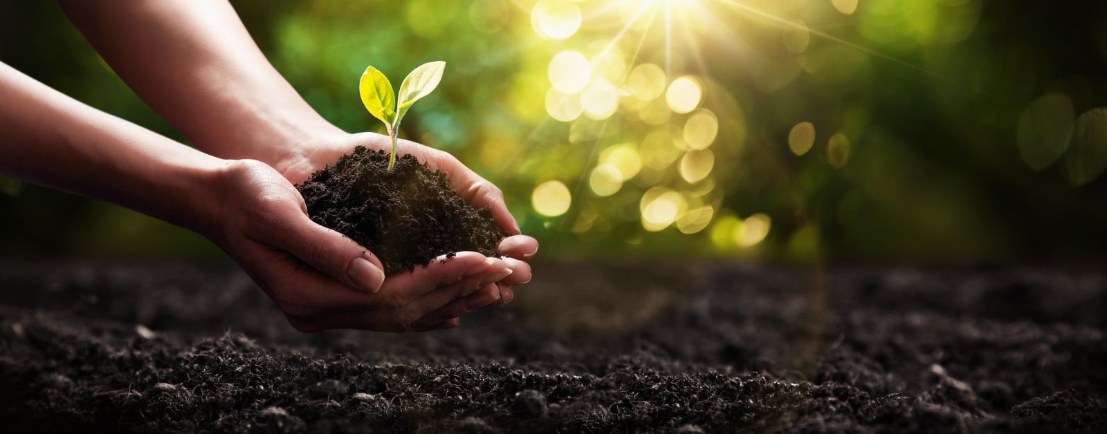 hands planting trees banner image