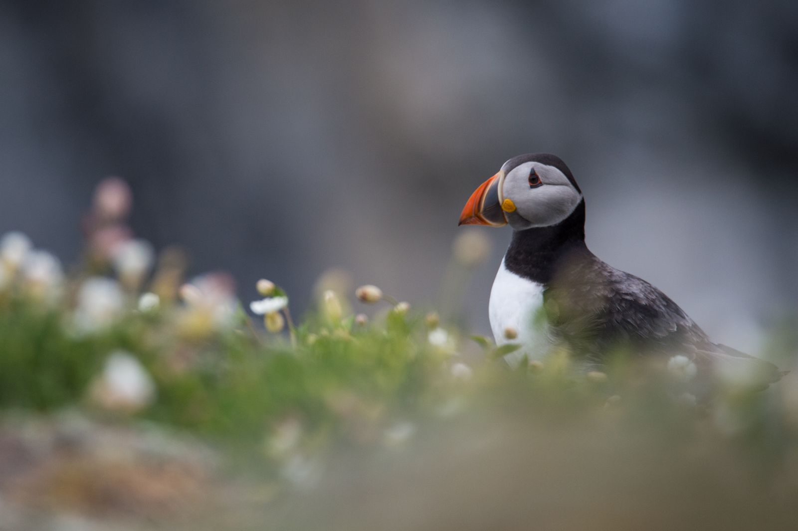 Puffin on Scottish coast banner image
