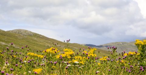 Funding available for nature restoration projects