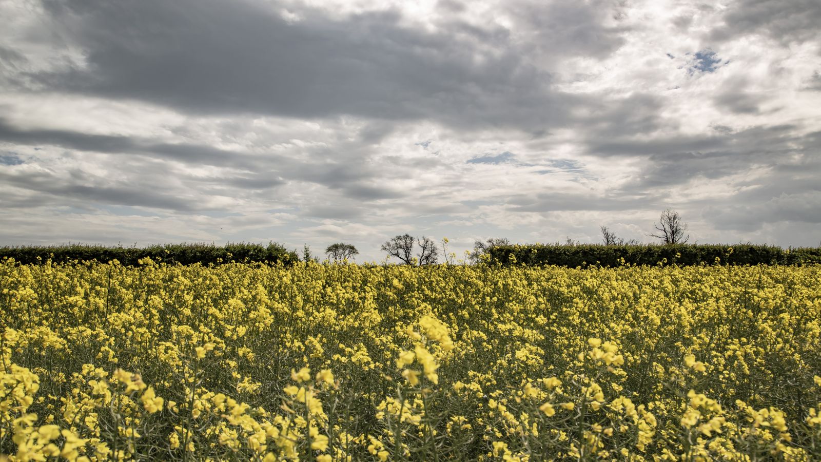 Field of yellow flowers in Scotland banner image