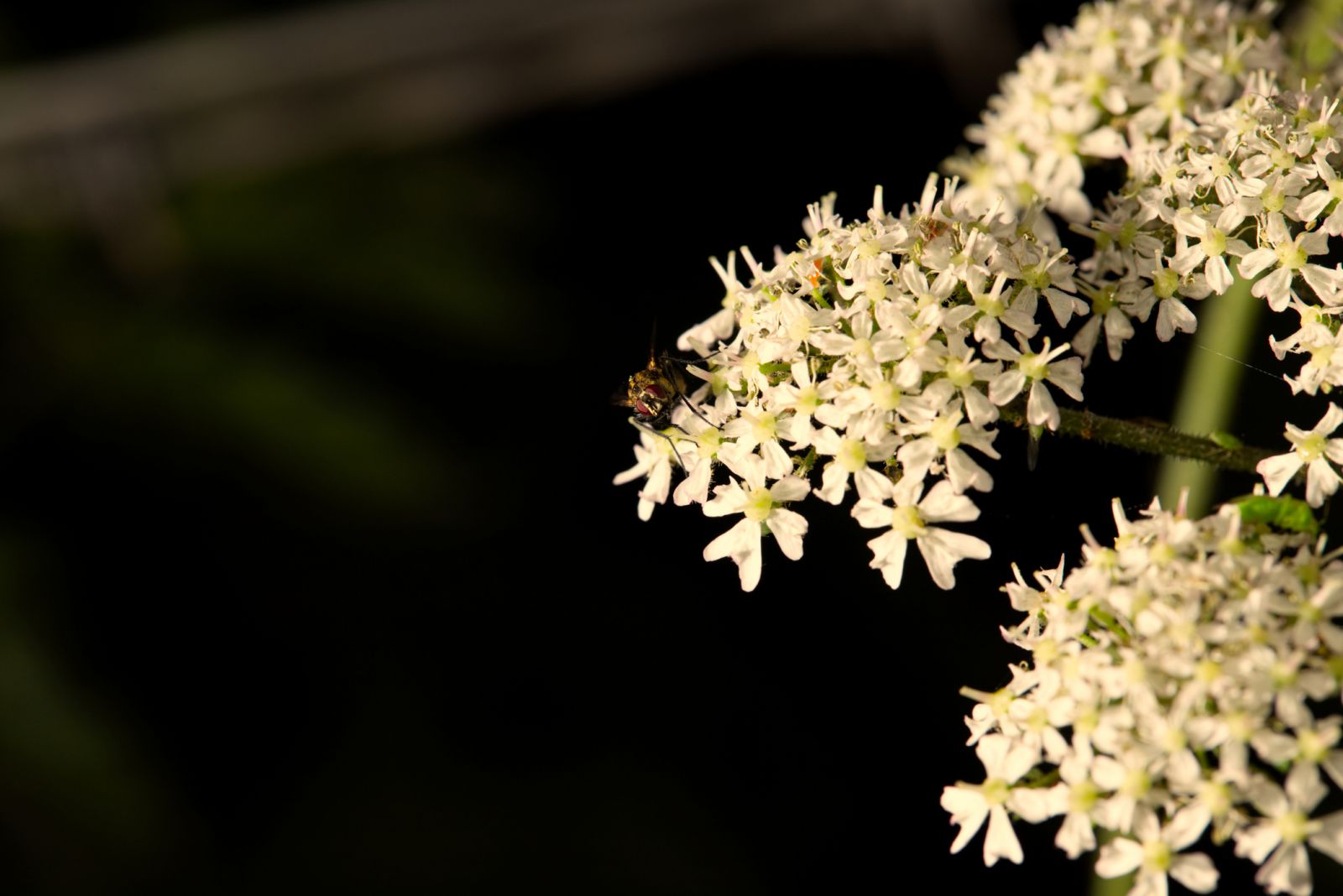 White flowers of hogweed plant banner image