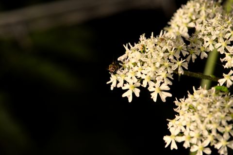 Campaign to raise awareness of dangers of giant hogweed