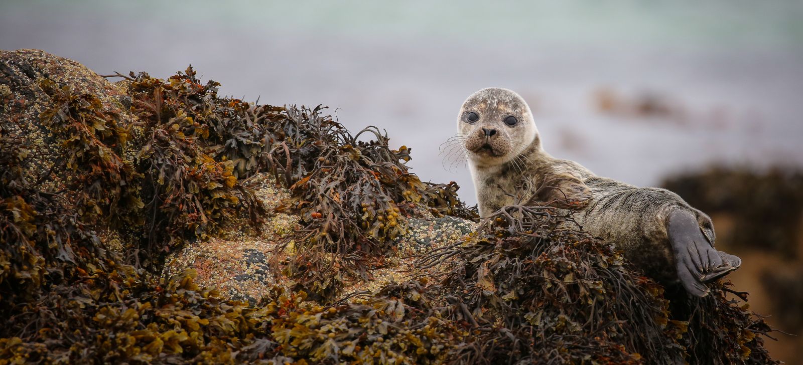 Baby seal resting on tocks banner image